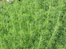 220px-Artemisia_abrotanum0