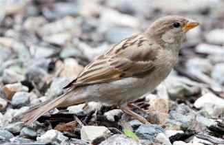 female-house-sparrow-on-gravel