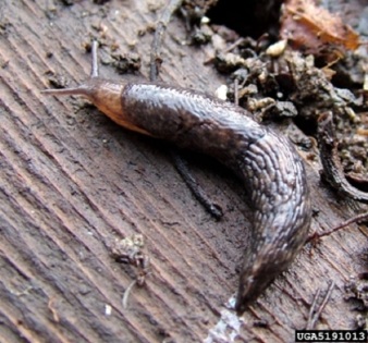 slugs-and-snails_7_3931630412